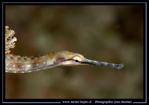 Network pipefish, banded pipefish in the water's of the R... by Michel Lonfat 